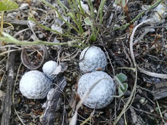 Mammillaria albiflora