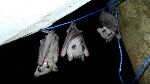 Sierra Leone Collared Fruit Bat