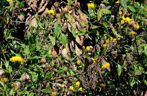 Crassocephalum ducis-aprutii