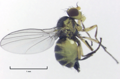 Liriomyza chenopodii