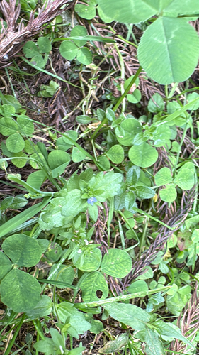 corn speedwell