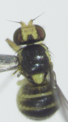 Liriomyza chenopodii
