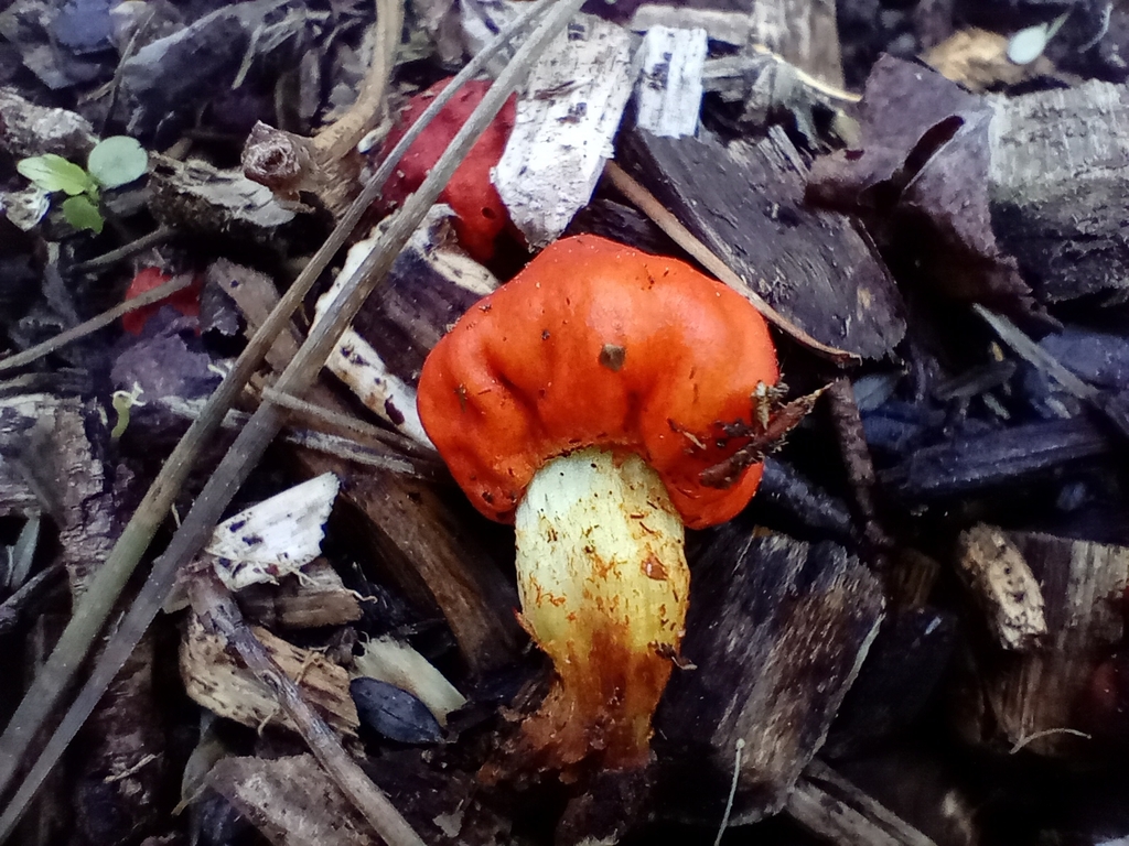 Leratiomyces erythrocephalus · August 2025 · photo: © john_barkla (iNaturalist, cc0)
