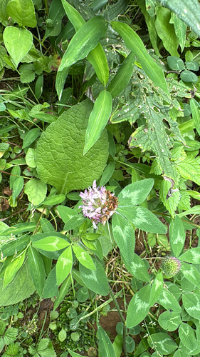 Red Clover