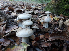 Clitocybe nebularis