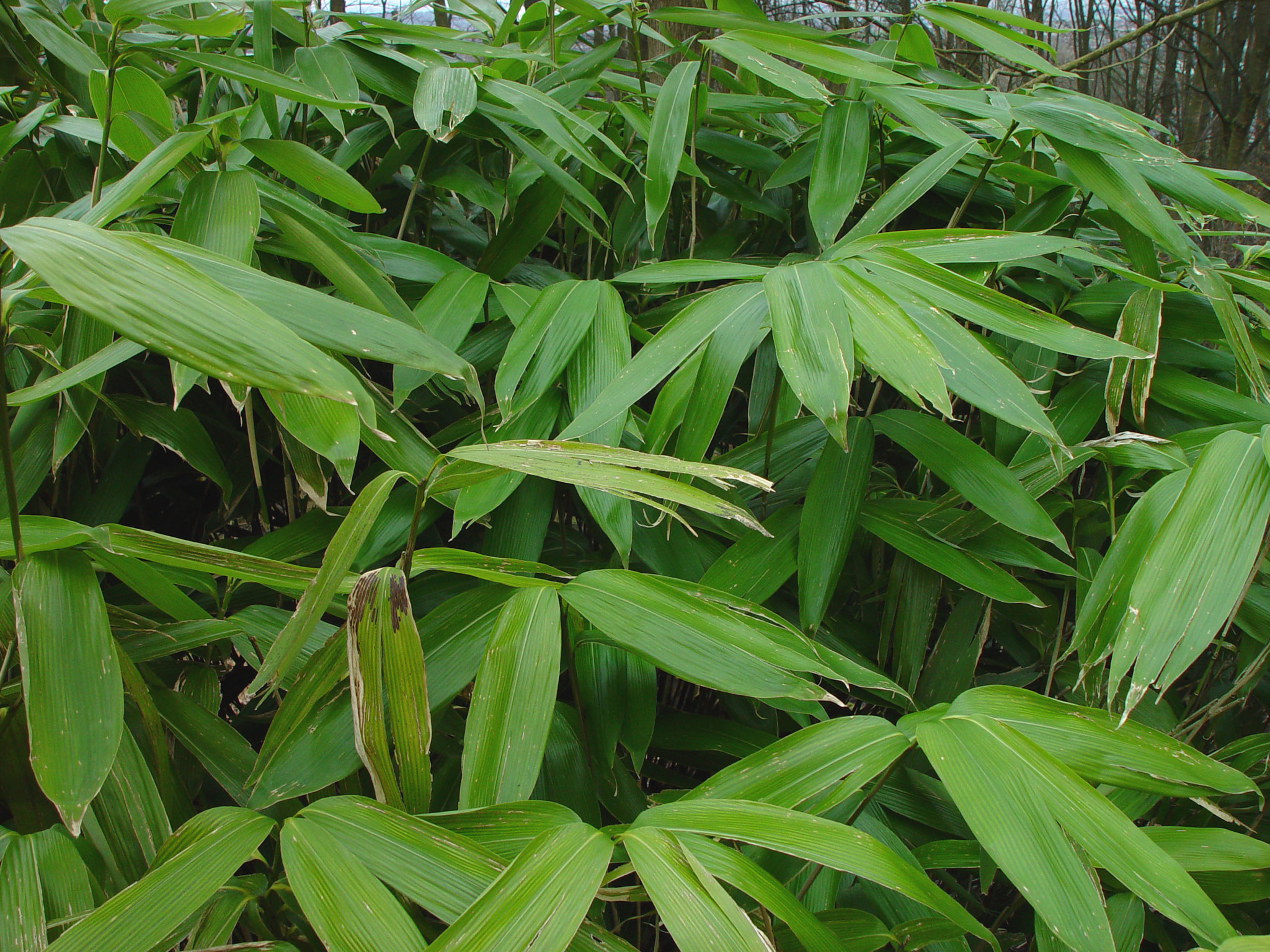 Sasa palmata