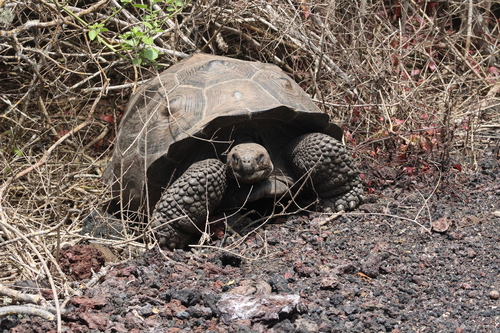 Sierra Negra Giant Tortoise