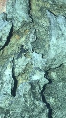 Cheliferoides segmentatus