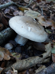 Clitocybe nebularis