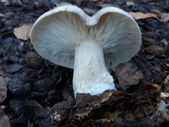 Clitocybe nebularis