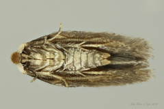 Fomoria squamibunda