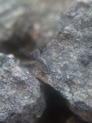 Cheliferoides segmentatus