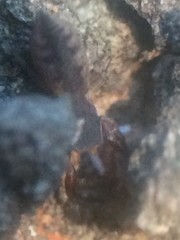 Cheliferoides segmentatus