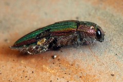 Buprestis aurulenta