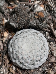 Mammillaria albiflora