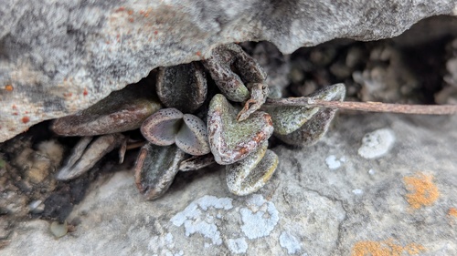 Lenophyllum guttatum, photograph 2