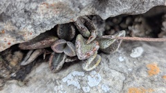 Lenophyllum guttatum, photograph (c) Rogelio Reyna-Hernández, some rights reserved (CC BY-SA)