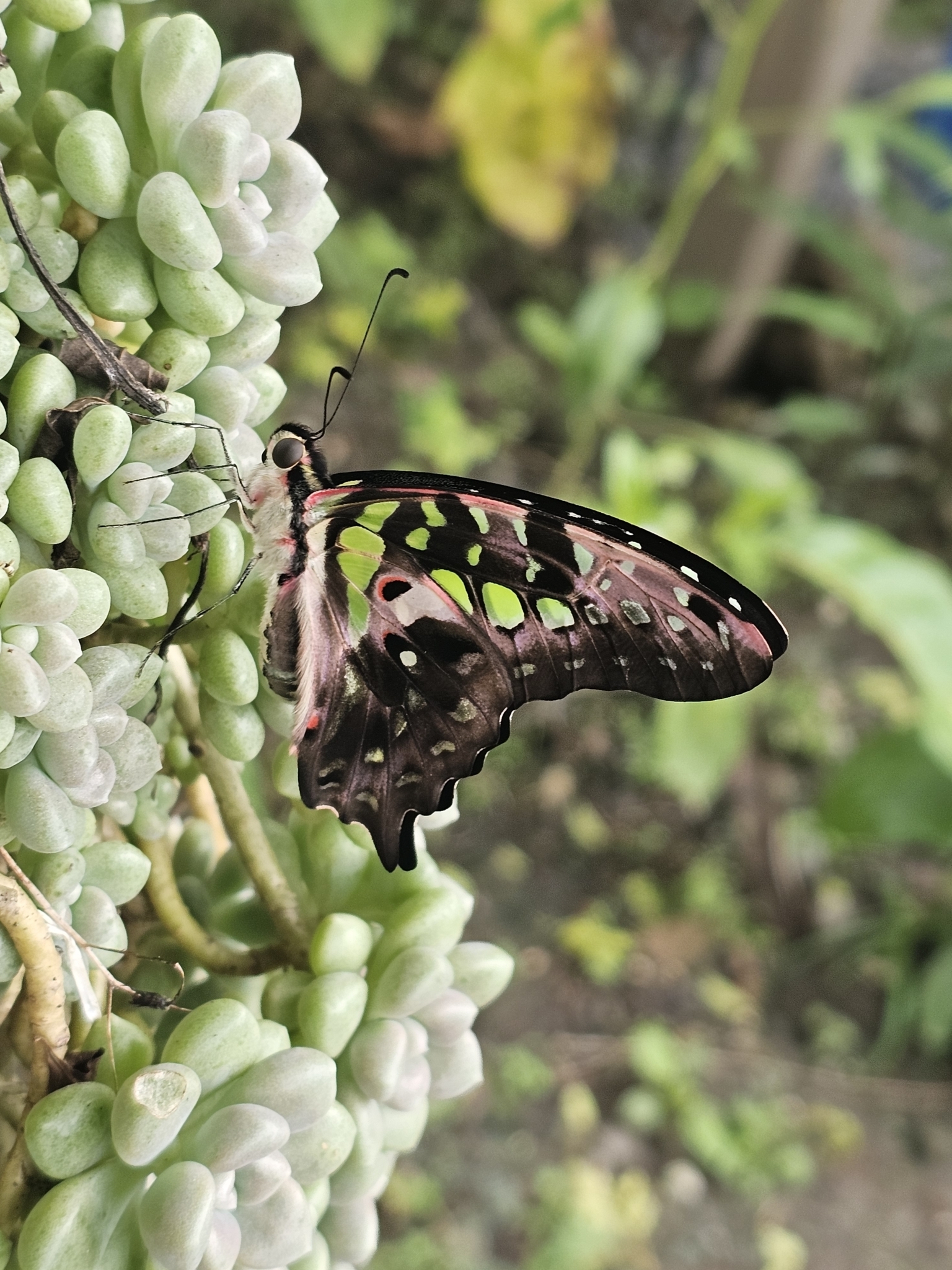 Tailed Jay