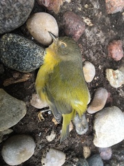 Leiothlypis ruficapilla