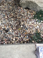 Leiothlypis ruficapilla