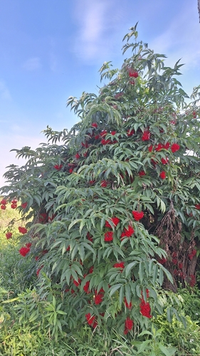 Kamchatka elder (Sambucus kamtschatica)