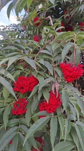 Sambucus kamtschatica, photograph 4