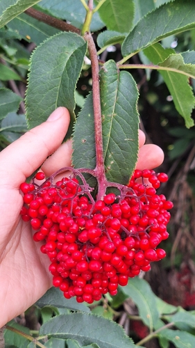 Sambucus kamtschatica, photograph 5