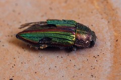 Buprestis aurulenta
