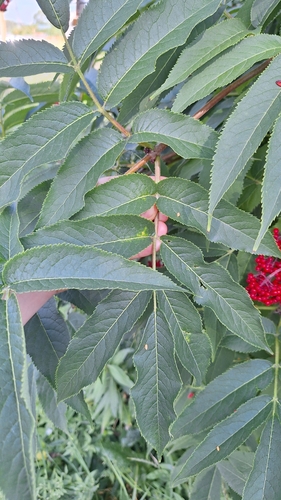 Sambucus kamtschatica, photograph 6