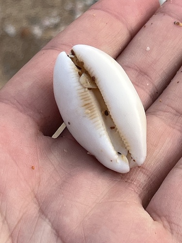Cypraea pulchra observed 2025-08-01