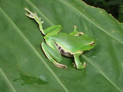 Zhangixalus prasinatus