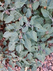 Datura wrightii