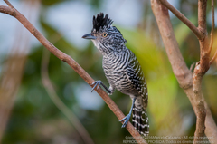 Thamnophilus doliatus