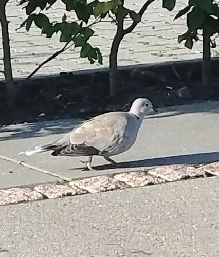 Eurasian Collared-Dove