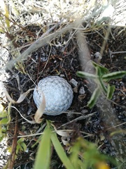 Mammillaria albiflora