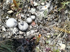 Mammillaria albiflora
