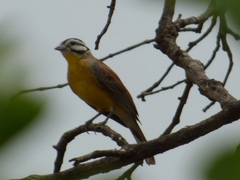 Emberiza affinis