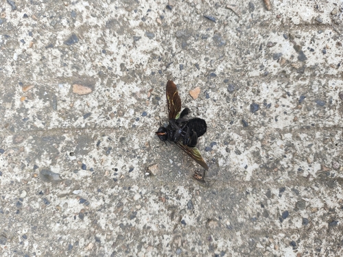 Bronze-winged Bamboo-Carpenter