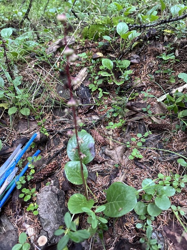 Liverleaf wintergreen (Pyrola asarifolia)