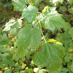 Acer spicatum