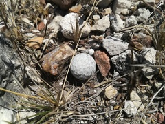 Mammillaria albiflora