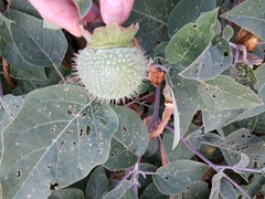 Datura wrightii