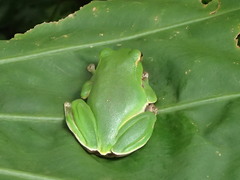 Zhangixalus prasinatus
