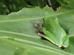 Zhangixalus prasinatus