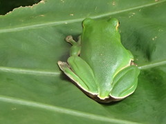 Zhangixalus prasinatus