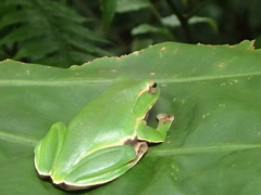 Zhangixalus prasinatus