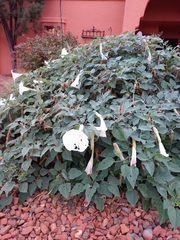 Datura wrightii