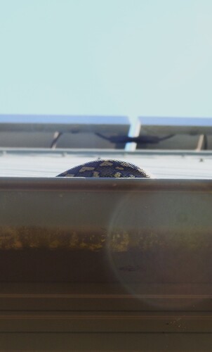 Coastal Carpet Python sighting