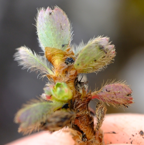 Alchemilla subnivalis