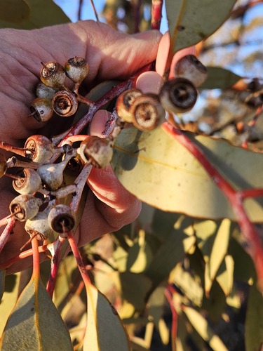 Eucalyptus vokesensis